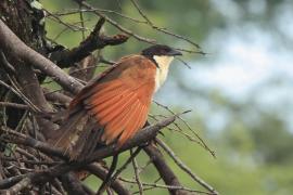 Kukal miedzianosterny - Centropus cupreicaudus - Coppery-tailed Coucal