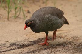 Szponiastonóg krasnodzioby - Pternistis adspersus - Red-billed Francolin