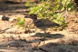 Kulon nadwodny - Burhinus vermiculatus - Water Thick-knee