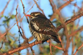 Kukułeczka pstra - Chrysococcyx caprius - Diederick Cuckoo