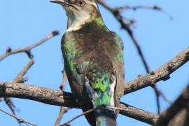 Kukułeczka pstra - Chrysococcyx caprius - Diederick Cuckoo