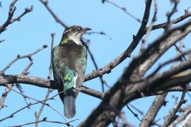 Kukułeczka pstra - Chrysococcyx caprius - Diederick Cuckoo