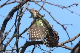 Kukułeczka pstra - Chrysococcyx caprius - Diederick Cuckoo