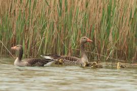 Gęgawa - Anser anser - Greylag Goose