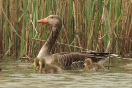 Gęgawa - Anser anser - Greylag Goose