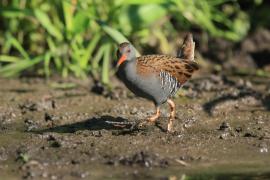 Wodnik - Rallus aquaticus - Water Rail