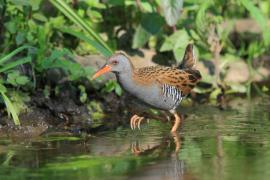 Wodnik - Rallus aquaticus - Water Rail