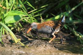 Wodnik - Rallus aquaticus - Water Rail