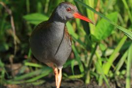 Wodnik - Rallus aquaticus - Water Rail