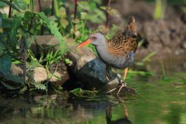 Wodnik - Rallus aquaticus - Water Rail