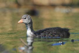 Łyska - Fulica atra - Common Coot