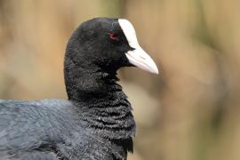 Łyska - Fulica atra - Common Coot