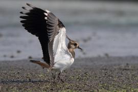 Czajka - Vanellus vanellus - Northern Lapwing