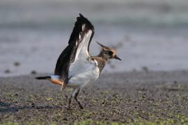 Czajka - Vanellus vanellus - Northern Lapwing