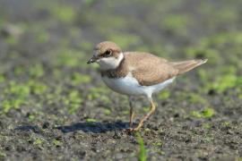 Sieweczka rzeczna - Charadrius dubius - Little Ringed Plover