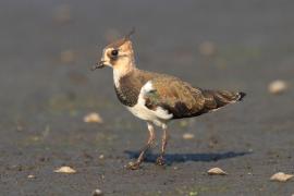 Czajka - Vanellus vanellus - Northern Lapwing