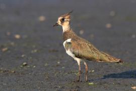 Czajka - Vanellus vanellus - Northern Lapwing