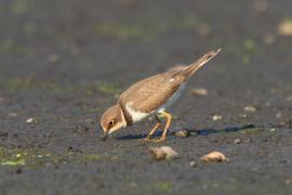 Sieweczka rzeczna - Charadrius dubius - Little Ringed Plover