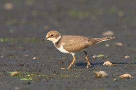 Sieweczka rzeczna - Charadrius dubius - Little Ringed Plover