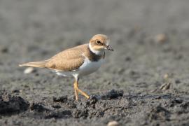 Sieweczka rzeczna - Charadrius dubius - Little Ringed Plover