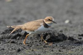 Sieweczka rzeczna - Charadrius dubius - Little Ringed Plover