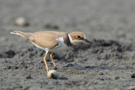 Sieweczka rzeczna - Charadrius dubius - Little Ringed Plover