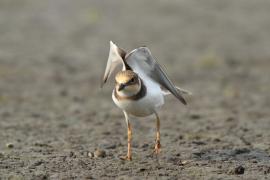 Sieweczka rzeczna - Charadrius dubius - Little Ringed Plover