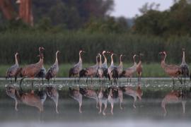 Żuraw - Grus grus - Common Crane