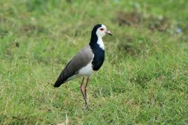 Czajka białolica - Vanellus crassirostris - Long-toed Lapwing