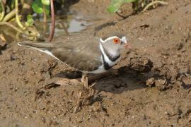 Sieweczka śniada - Charadrius tricollaris - Three-banded Plover