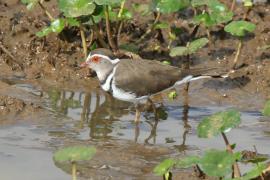 Sieweczka śniada - Charadrius tricollaris - Three-banded Plover