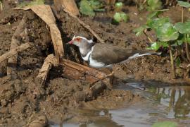 Sieweczka śniada - Charadrius tricollaris - Three-banded Plover