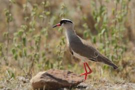 Czajka koroniasta - Vanellus coronatus - Crowned Lapwing
