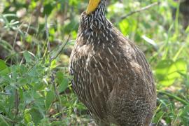 Szponiastonóg żółtogardły - Pternistis leucoscepus - Yellow-necked Spurfowl