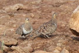 Stepówka czarnolica - Pterocles decoratus  - Black-faced Sandgrouse