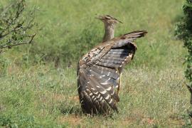 Drop olbrzymi - Ardeotis kori - Kori Bustard