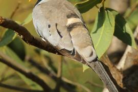 Turkaweczka czarnogardła - Oena capensis - Namaqua Dove