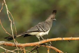 Hałaśnik białobrzuchy - Criniferoides leucogaster - White-bellied Go-away-bird