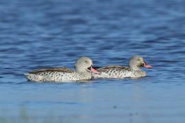 Cyraneczka płowa - Anas capensis - Cape Teal