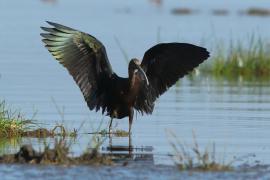 Ibis kasztanowaty - Plegadis falcinellus - Glossy Ibis