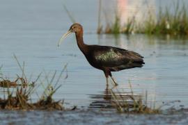 Ibis kasztanowaty - Plegadis falcinellus - Glossy Ibis
