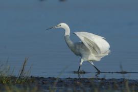 Czapla nadobna - Egretta garzetta - Little Egret
