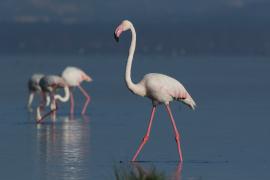 Flaming różowy - Phoenicopterus roseus - Greater Flamingo