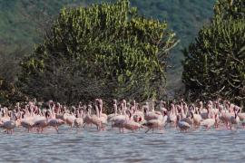 Flaming mały - Phoeniconaias minor - Lesser Flamingo