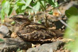 Lelek wysmukły - Caprimulgus clarus - Slender-tailed Nightjar