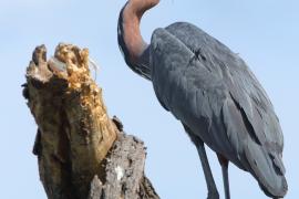Czapla olbrzymia - Ardea goliath - Goliath Heron