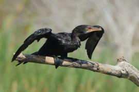 Kormoran etiopski - Microcarbo africanus - Reed Cormorant