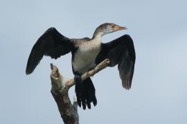 Kormoran etiopski - Microcarbo africanus - Reed Cormorant