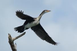 Kormoran etiopski - Microcarbo africanus - Reed Cormorant