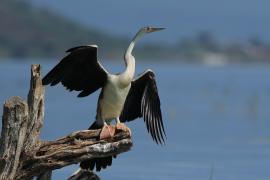 Wężówka afrykańska - Anhinga rufa - African Darter